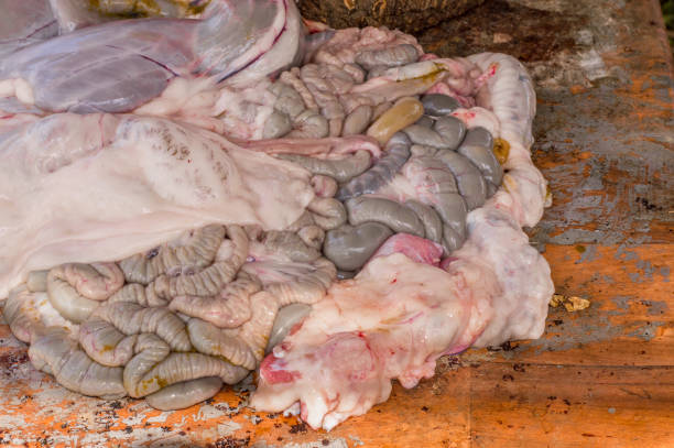 los órganos viscerales de una oveja sacrificaban para eid al-adha (fiesta del sacrificio). - dead animal butcher meat sheep fotografías e imágenes de stock