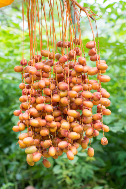 istock Cluster of dates hanging from a date palm 840474130