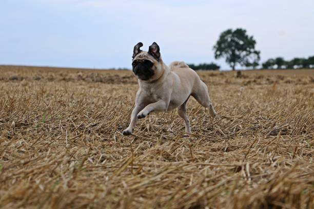 istock active pug in the stubble field 840474210