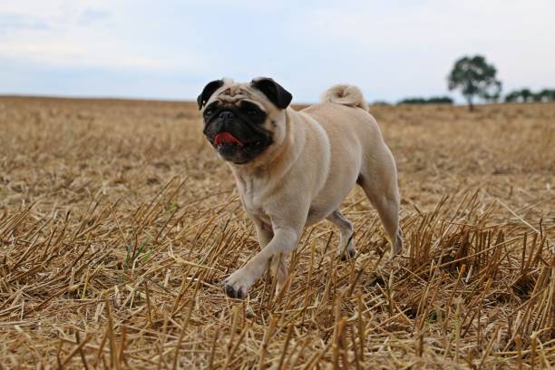 istock active pug in the stubble field 840474410
