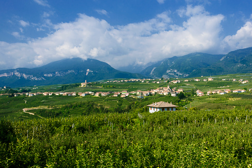 Panoramic view of Apple gardens in Trentino in the northern Italy. Apples from Trentino are exported all over the world