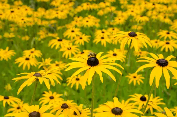 Mass of Rudbeckia flowers with bee on top of one