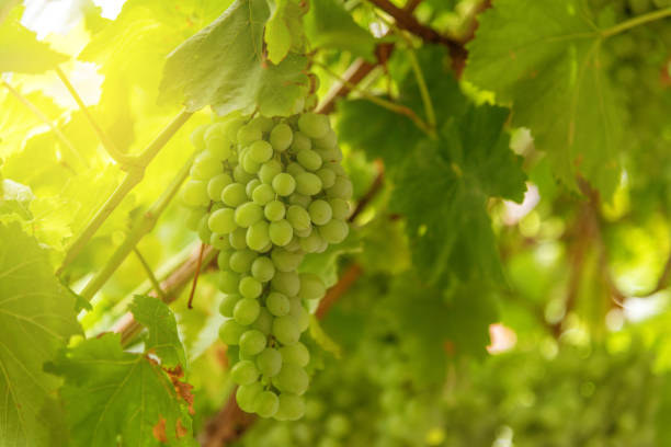 istock Vineyards at sunset in autumn harvest 840488816
