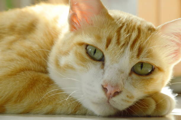 istock ginger cat laying and relax on floor 840489048