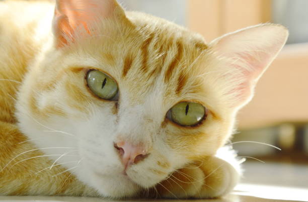 istock orange cat laying on tile floor 840489106