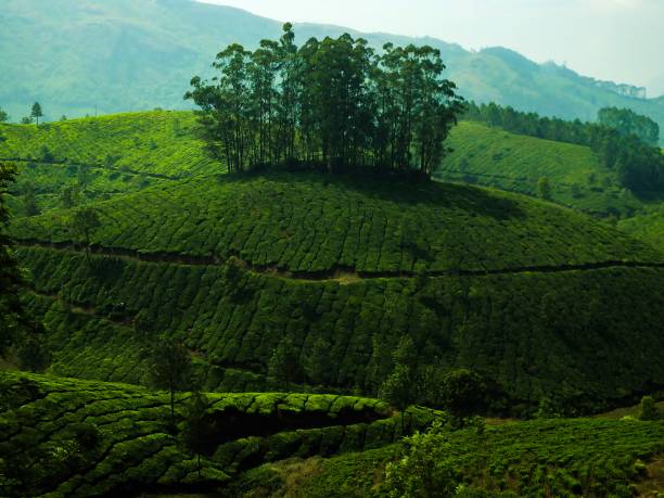 istock Green landscape tea plantation 840489318