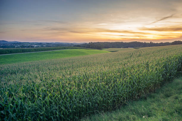 istock Green Field and Beautiful Sunset with a corn field in the foreground. 840491746