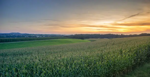 Green Field and Beautiful Sunset with a corn field in the foreground