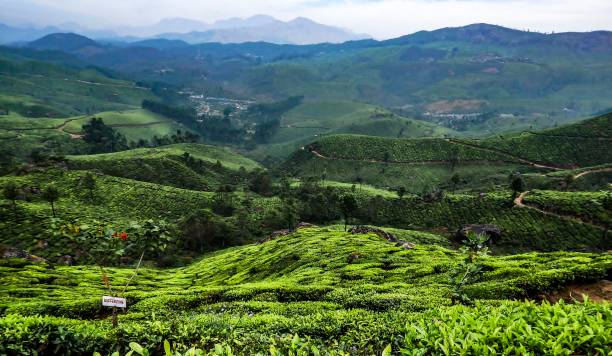 istock Green landscape tea plantation 840492298
