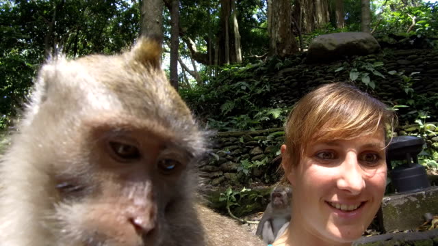 611 Monkey Forest Ubud Stock Videos and Royalty-Free Footage - iStock