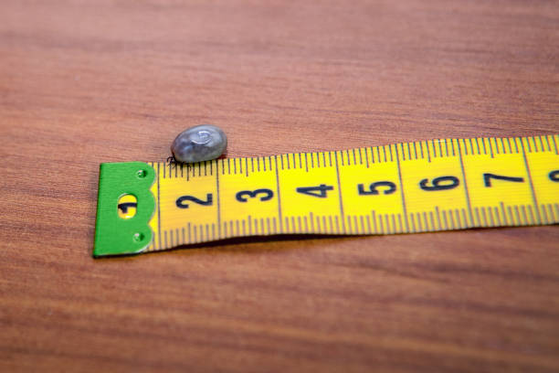 istock Chigoe on yellow measuring tape 840493868