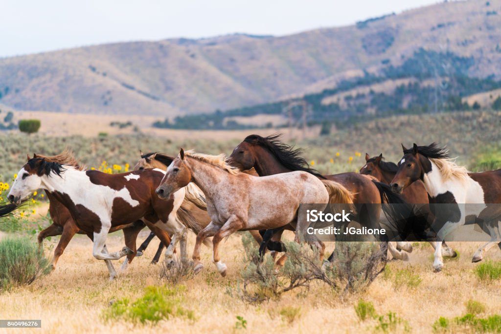 Funcionamiento de los caballos - Foto de stock de Trabajo en equipo libre de derechos