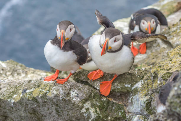 istock Atlantic puffin is found in the North Atlantic Ocean. 840501492