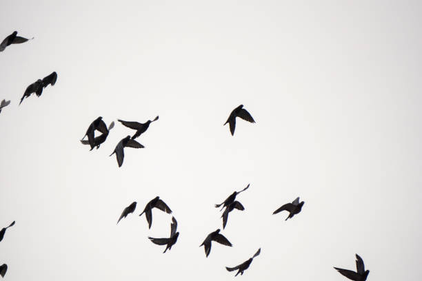 istock flock birds are flying on the sky 840501656