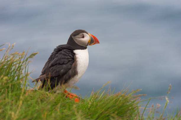 istock Atlantic puffin is found in the North Atlantic Ocean. 840501722