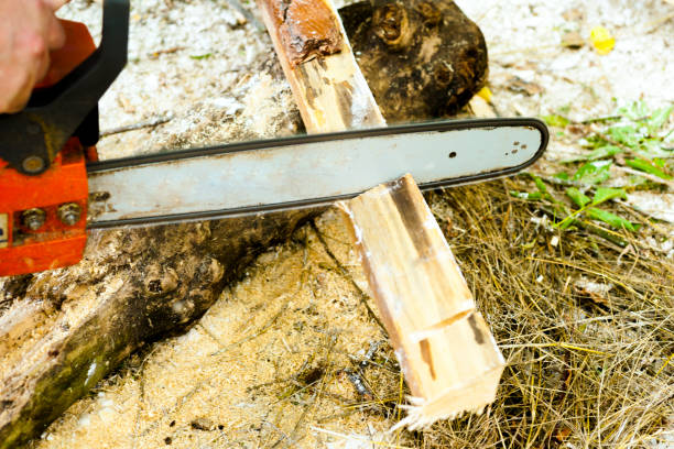 istock Sawing wood with a chainsaw. 840502148