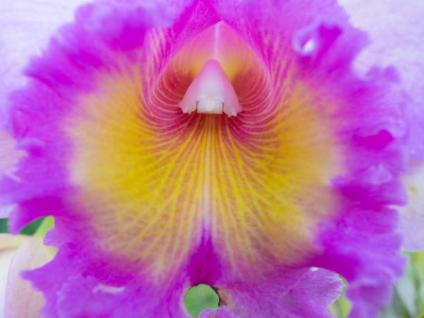 White Purple Yellow Cattleya Orchid Flowers White Purple Yellow Cattleya Orchid Flowers in The Garden cattleya magenta orchid tropical climate stock pictures, royalty-free photos & images
