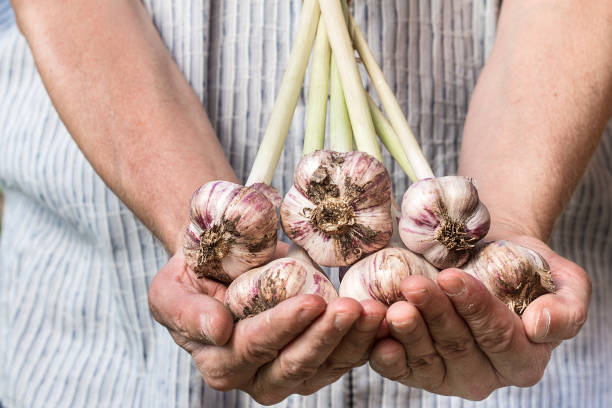 istock Farmer holding fresh garlic. Vegetables harvest 840505018
