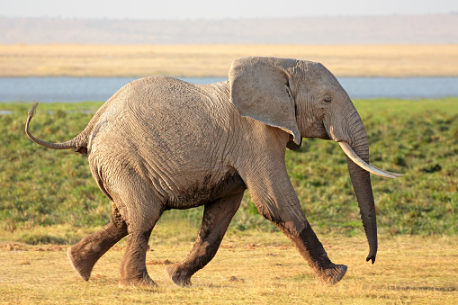 Running African bull elephant (Loxodonta africana), Amboseli National Park, Kenya