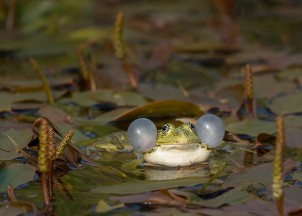 istock Rana ridibunda calling in a pond in Croatia 840505854