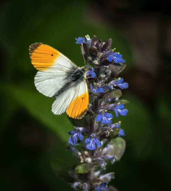 Closeup of an orange tip butterfly on Ajuga reptans Closeup of an orange tip butterfly on Ajuga reptans anthocharis cardamines stock pictures, royalty-free photos & images