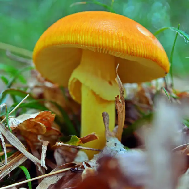 amanita caesarea mushroom in the forest