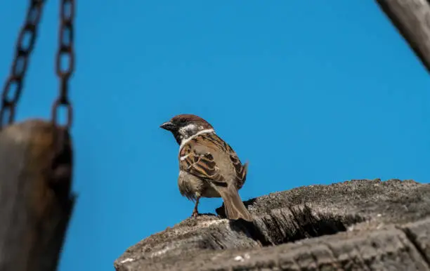 An eurasian tree sparrow sitting on a piece of wood