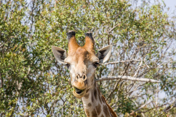 funny giraffe grimacing in the bush in Kruger park, South Africa