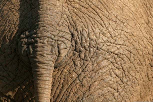 istock Close up of elephant tail. 840513116