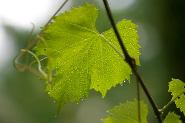 istock Close up of a vine leaf 840513336