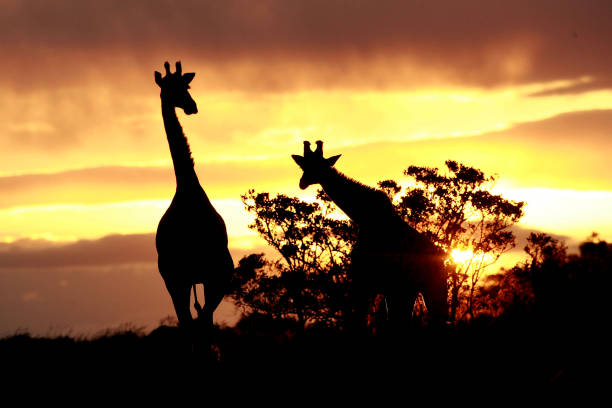 silhouette di giraffe durante il tramonto - masai mara national reserve sunset africa horizon over land foto e immagini stock