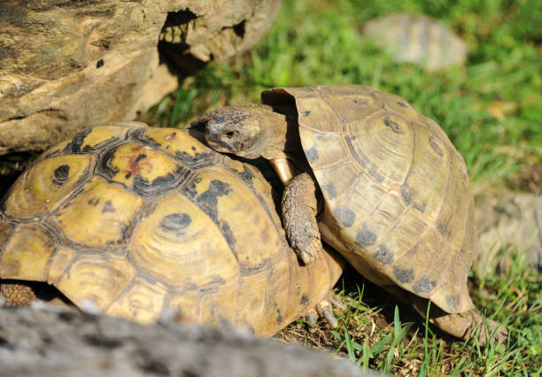 istock Two tortoises playing in the grass 840513776