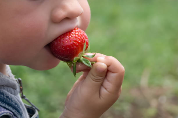 istock Child eats strawberry on a sunny day 840513844