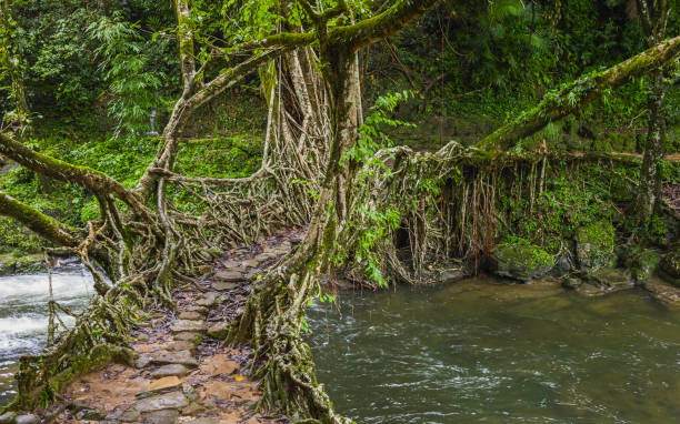 le radici viventi ponte sul fiume, shillong, meghalaya, india. - tropical rain forest foto e immagini stock