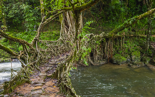Shillong, Meghalaya, India. A living roots bridge over a river in deep forest surround by flora on a dull, overcast day in Khasi hills near the village of Riwai, Shillong, Meghalaya, India.