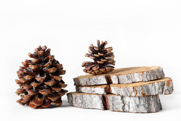 istock Cedar and pine cones, wooden stump slices on white background 840514304
