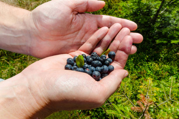 istock Handful of blueberries 840517926