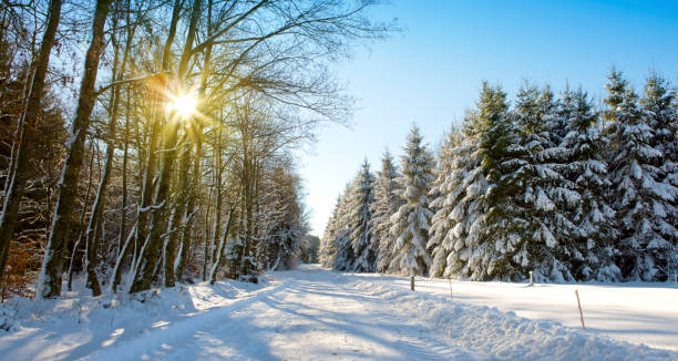 istock Winter trees and road in german forest with sunshine 840518262