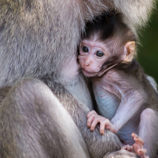 istock Monkey family at sacred monkey forest Ubud Bali Indonesia. 840522992