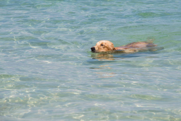 istock Dog swimming in the sea 840525674