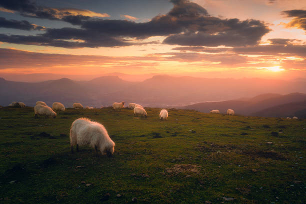 istock flock of sheep at sunset 840527384