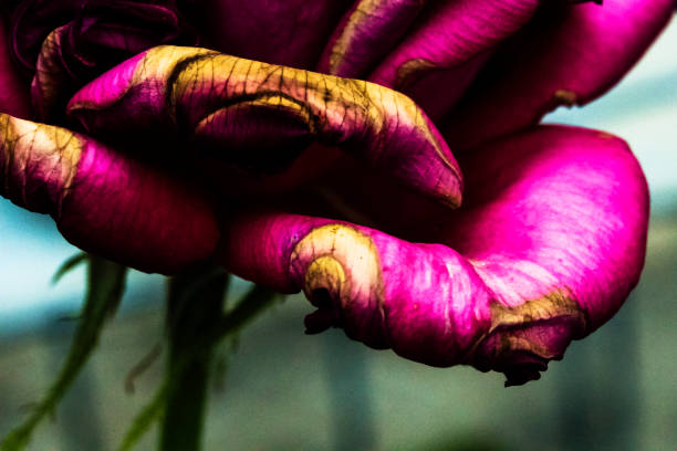 istock Half view of dying magenta rose. 840530170
