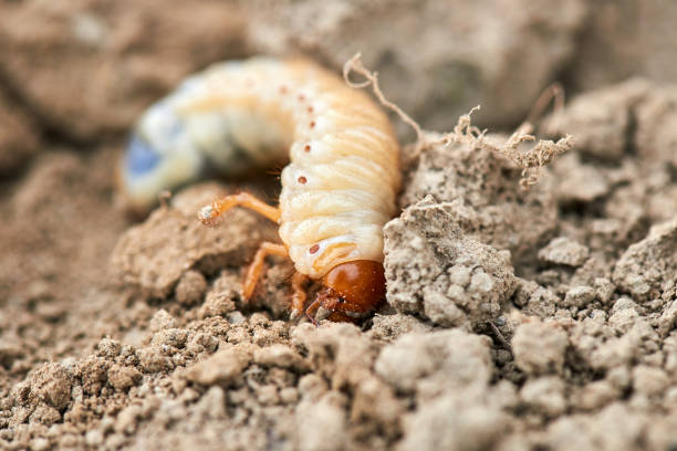 istock The larvae of the May beetle 840533904