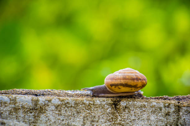 istock Snaile on the Concrete wall in macro close-up blurred background 840534652