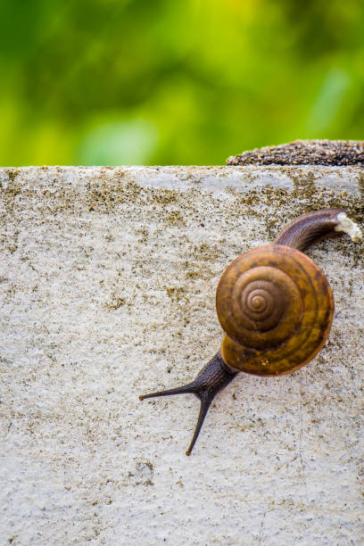 istock Snaile on the Concrete wall in macro close-up blurred background 840534716