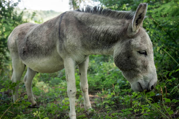 istock Beast of burden free in the forest 840534876