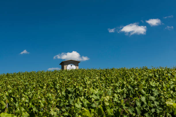 Moet Chandon Vineyard House Epernay: Champagne vineyard of Moet Chandon in summer with blue sky and small house, France. moet chandon stock pictures, royalty-free photos & images