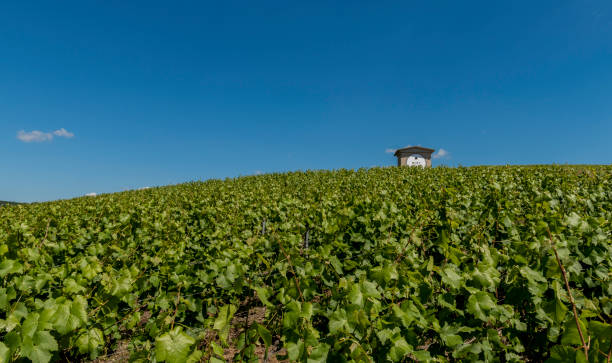 Moet Chandon Vineyards and House Epernay: Champagne vineyard of Moet Chandon in summer with blue sky and small house, France. moet chandon stock pictures, royalty-free photos & images