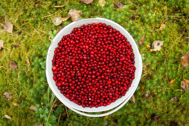 istock Bucket with cranberries in the forest top view 840536050