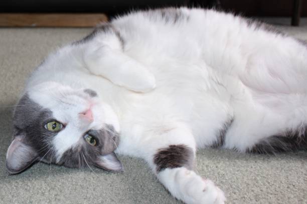 istock Gray and white house cat laying on his side 840536698
